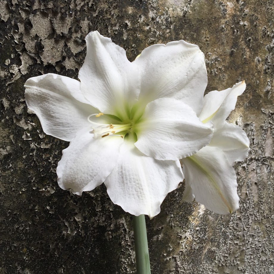 Amaryllis vor bemooster Wand